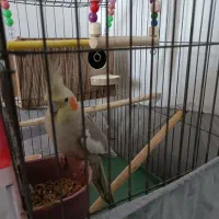 عروس هلندی نر و ماده با پنج تا تخم