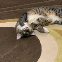 واگذاری گربه