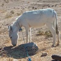 الاغ|حیوانات مزرعه|مرودشت, ثبت احوال|دیوار