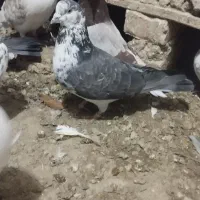 سه عدد نر پرشی غریب