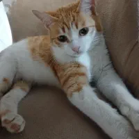 واگذاری گربه