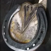 نعل بندی|اسب و تجهیزات اسب‌سواری|قیامدشت - خاورشهر, |دیوار