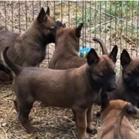 توله مالینویز ماده