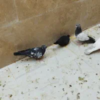 حدود 10تا جوجه سینه سیاه و سینه سبز ودم سفید|پرنده|مشهد, آزادشهر|دیوار