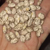 لوبیا چیتی بوجاری