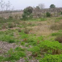زمین-کشاورزی-1100متری-واقع-نشتارود-پلنگ-آباد