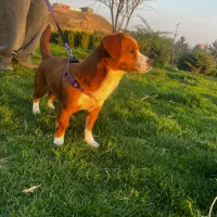 واگذاری رایگان به خانواده متعهد