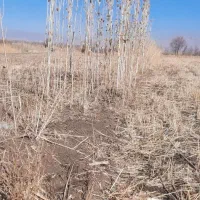 زمین کشاورزی