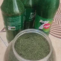 فروش شوید خشک تمیز وتازه
