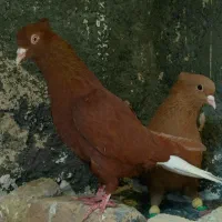 زرد دم سفید  نر کرمونیی  عطیقه