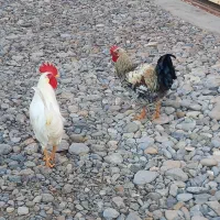 خروس|حیوانات مزرعه|گنبد کاووس, |دیوار