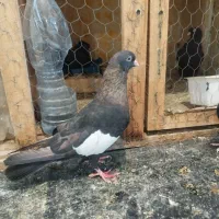 سرک تافت ای نر چشم نوک سفید|پرنده|شیراز, کوی زهرا|دیوار