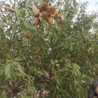 خرید چوب قطع درخت