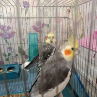 عروس هلندی
