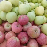 فروش سیب درختی درجه یک