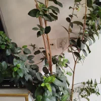 گل آپارتمانی|گل و گیاه طبیعی|شیراز, گویم|دیوار