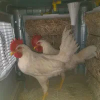 دو خروس سفید جوان، سالم و سرحال