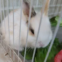 توله خرگوش|موش و خرگوش|بندر ماهشهر, |دیوار