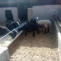 2راس میش دوقلو زا