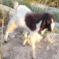 نربزخارجی درجه یک