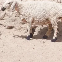 دوعدد‌میش‌چاق‌
