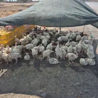 جوجه مرغ و خروس و بقلمون