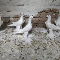 کبوتر