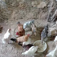 مرغ تخم گذار و جوجه مرغ بزرگ|حیوانات مزرعه|کوهدشت, |دیوار