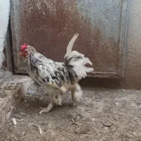 خروس سلطان