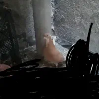 کبوتر|پرنده|نجف‌آباد, ویلاشهر|دیوار