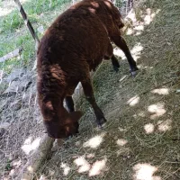 بره نر