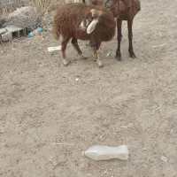 گوسفند با بره