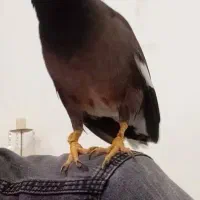 پرنده مرغ مینا