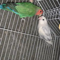 طوطی برزیلی ماده ۲عدد یکی حلقه پا آماده مست