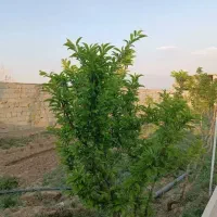 باغ-چهاردیواری-366-متری-آماده-ساخت-ویلا