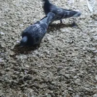 هفتا ماده پرشی ضدو خوردی|پرنده|مشهد, گاز|دیوار