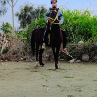 اسب