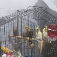 یک جفت عروس هلندی،۳جوجه دوماه ویکجفت مرغ عشق سفید|پرنده|آبادان, |دیوار