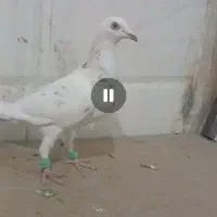 ماده المانی