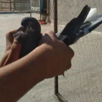 کفتر گمشده