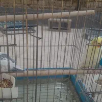 عروس هلندی|پرنده|شیراز, شهرک رضوان|دیوار