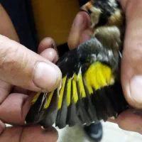 سهره نر|پرنده|قزوین, |دیوار