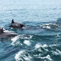 قشم 6روزه خدمات درجه یک و قیمت ب صرفه 13 دی ماه|تور و چارتر|مشهد, آزادشهر|دیوار