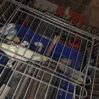 عروس هلندی و مرغ عشق