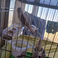 قناری نر رسمی بلند|پرنده|تکاب, |دیوار