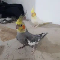 عروس هلندی نرماده