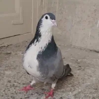 کبوتر نر سینه باز