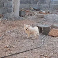 پامر|سگ|ارسنجان, |دیوار