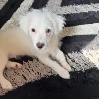 واگذاری سگ رایگان