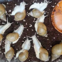 حلزون درمانی